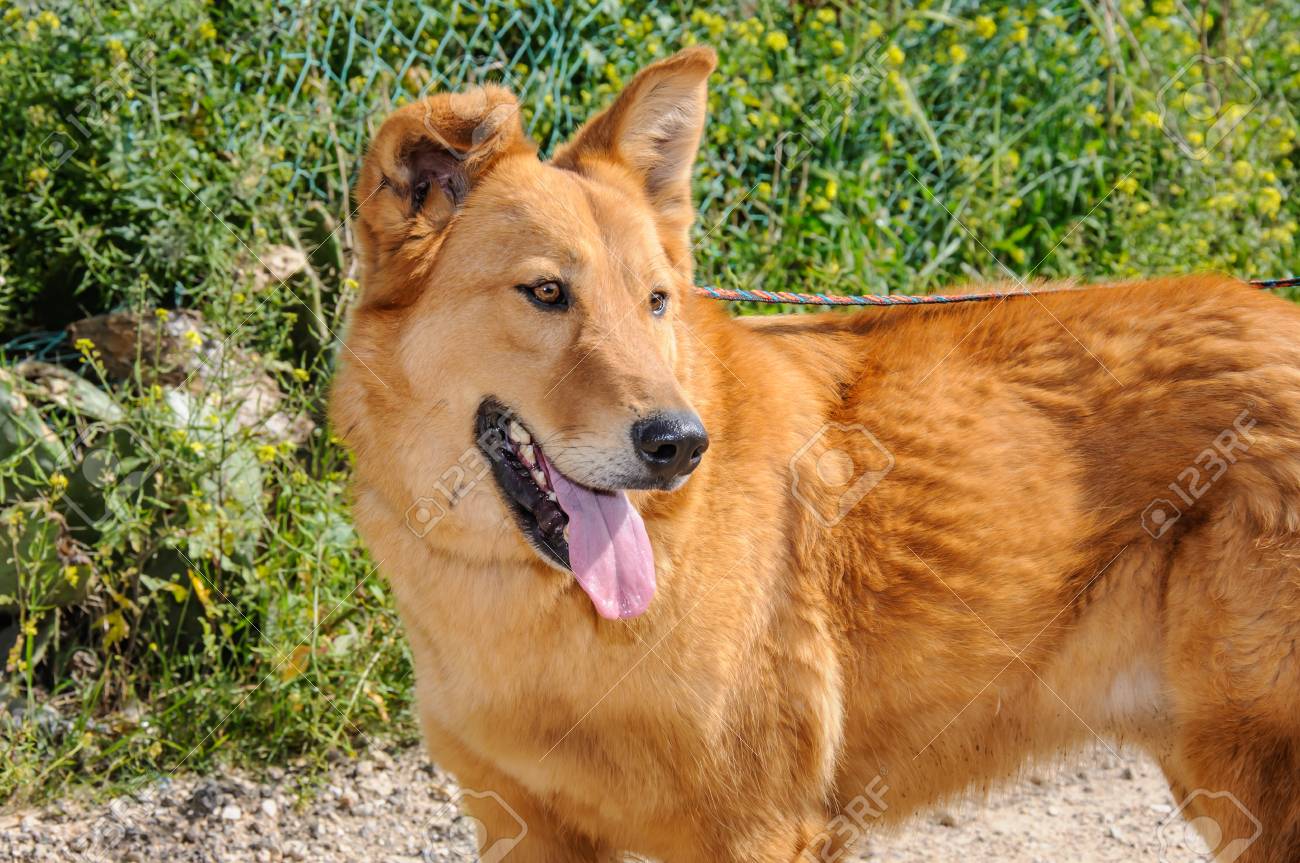 ginger for dog ginger for dog