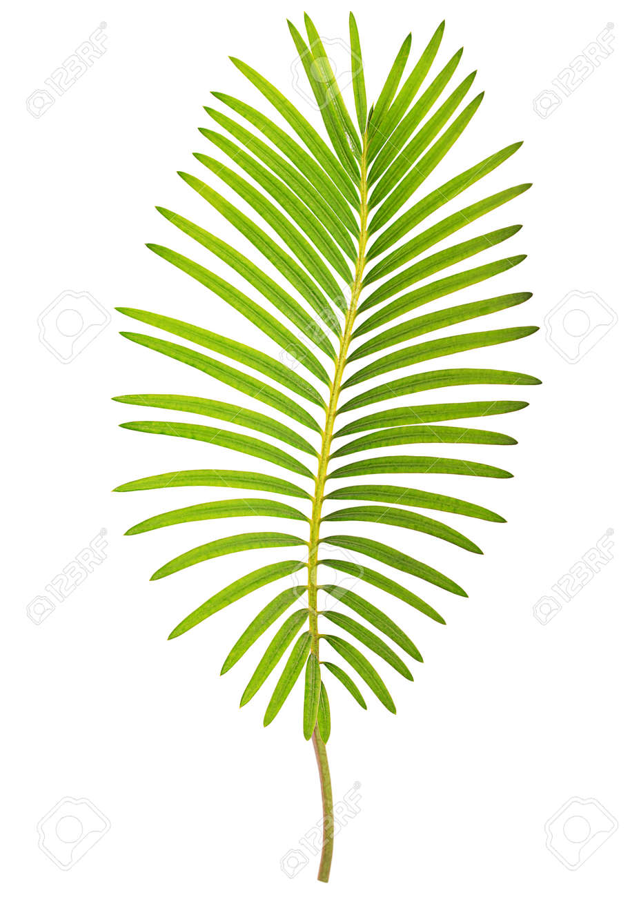 ソテツ葉素材 【公式通販】