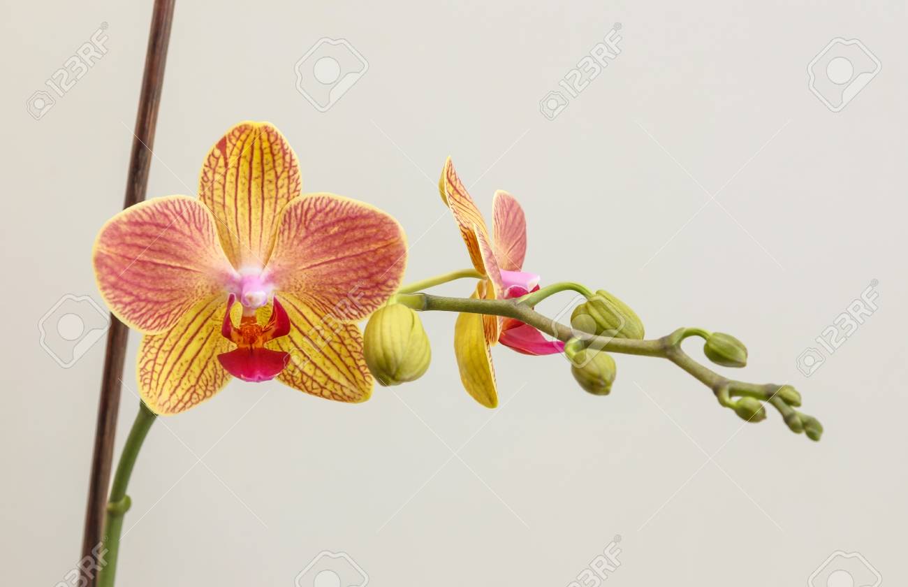 ピンクと黄色の胡蝶蘭の花 蘭 の棒で明るい灰色の背景に の写真素材 画像素材 Image ピンクと黄色の胡蝶蘭の花 蘭 の棒で明るい灰色の背景に の写真素材 画像素材 Image