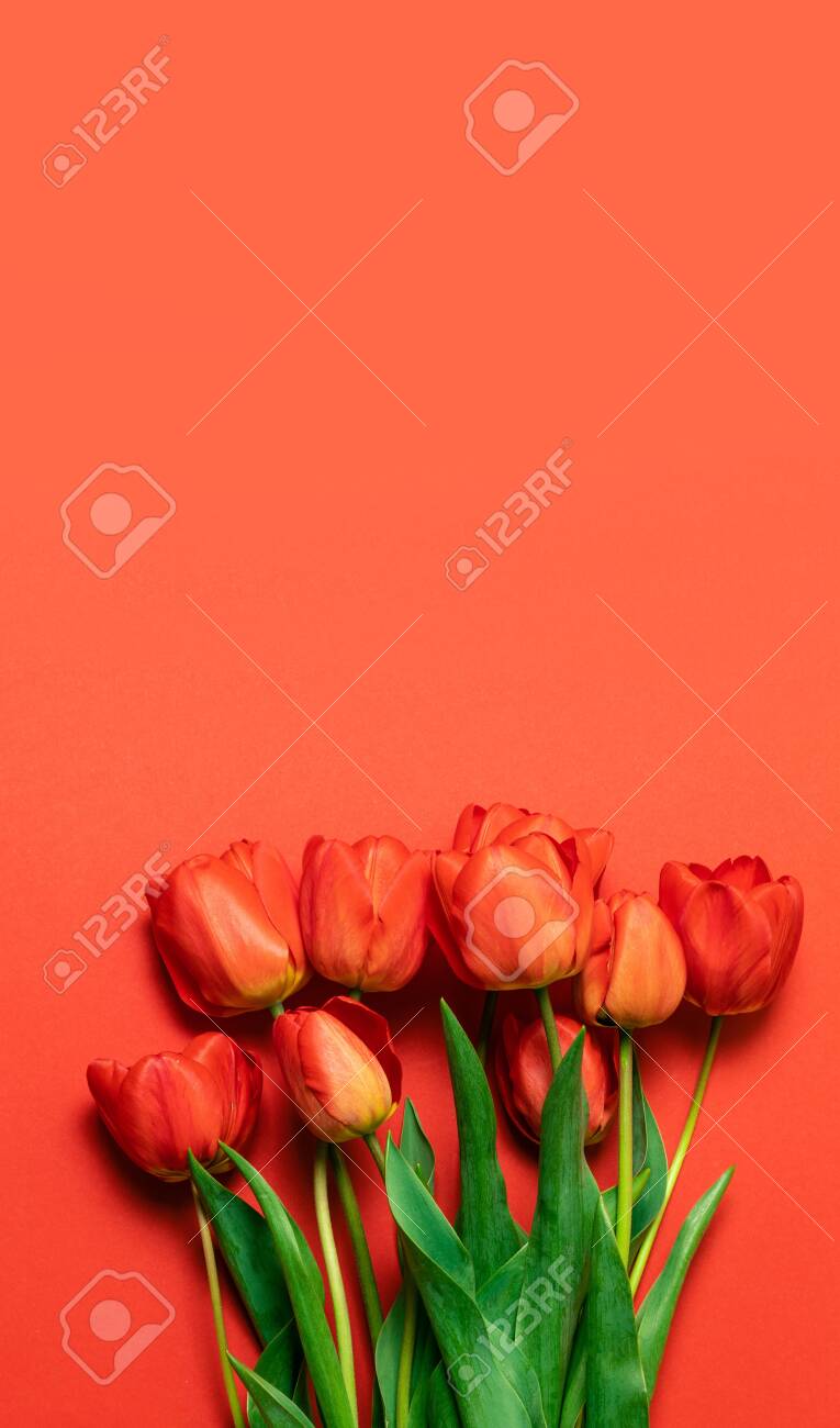 Fresh Bouquet Of Red Tulips On A Red Substrate With A Place For