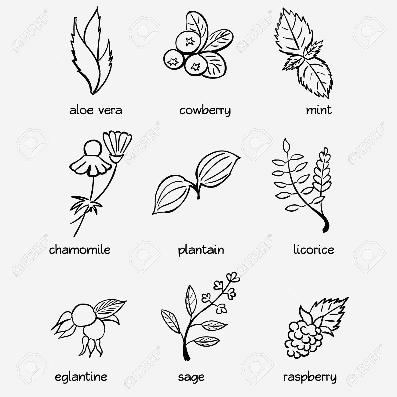 Icon Set Medical Herbs And Berries Aloe Vera Cowberry Mint