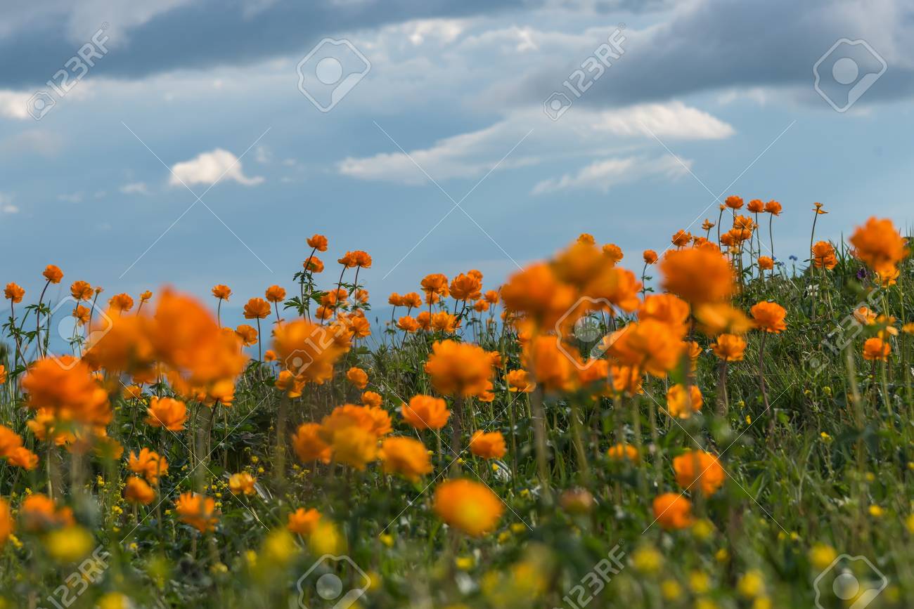 晴れた日に山の草原の花オレンジ色に明るい花の自然な背景 の写真素材 画像素材 Image