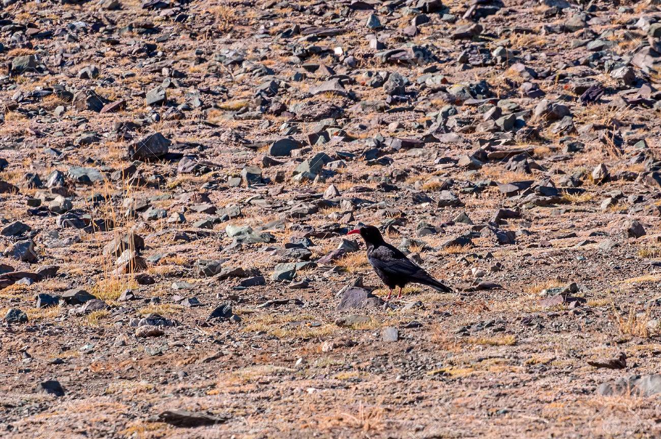 Loiseau Noir Avec Bec Recourbé Rouge Et Pattes Rouges Crave Sur Un Fond De Pierres Dans Les Montagnes