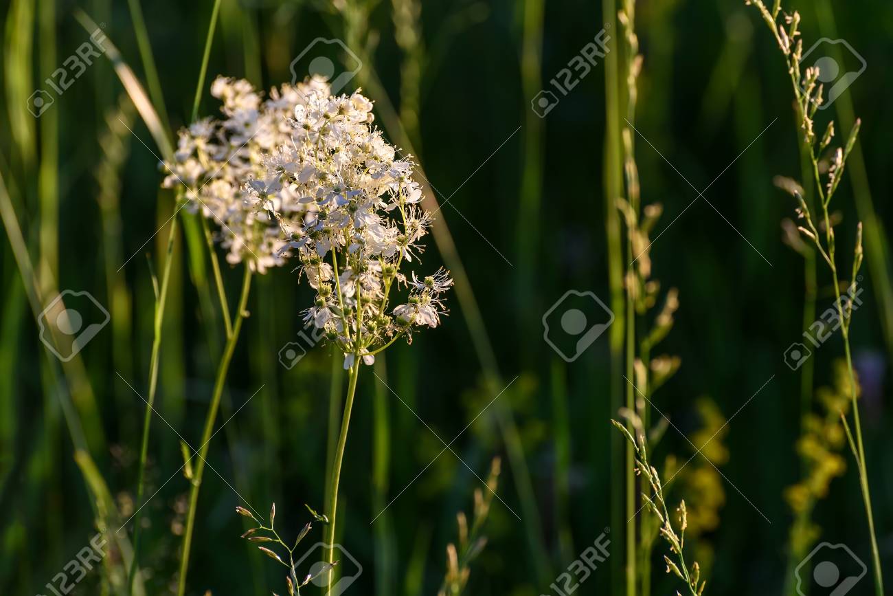 白いふわふわした花日光の草原の緑の草の背景に Tavolga 尋常性の美しい花の背景 の写真素材 画像素材 Image