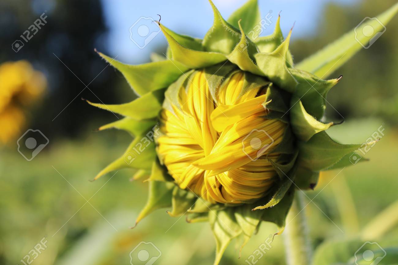 ひまわりの花のつぼみ 選択と集中 クローズ アップ の写真素材 画像素材 Image