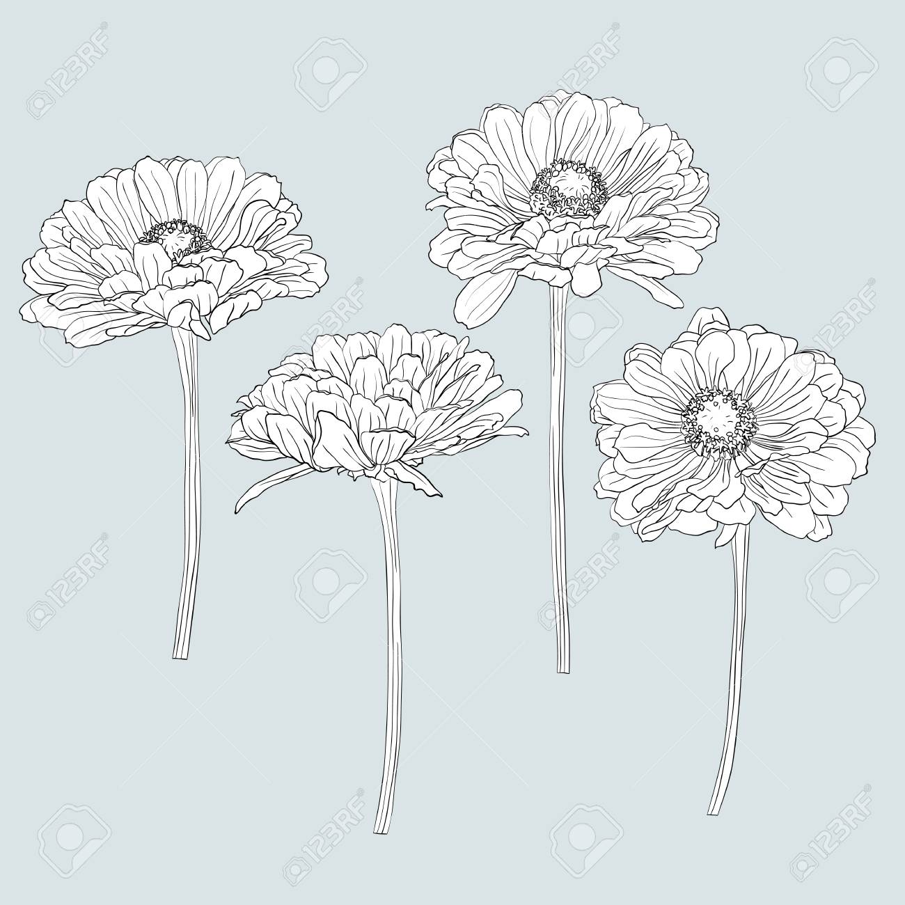 A Set Of Isolated Gerbera Flowers Drawn By Hand In Black And White. Vector  Natural Monochrome Outline Illustration Royalty Free SVG, Cliparts,  Vectors, and Stock Illustration. Image 104979026., image size:1300x1300