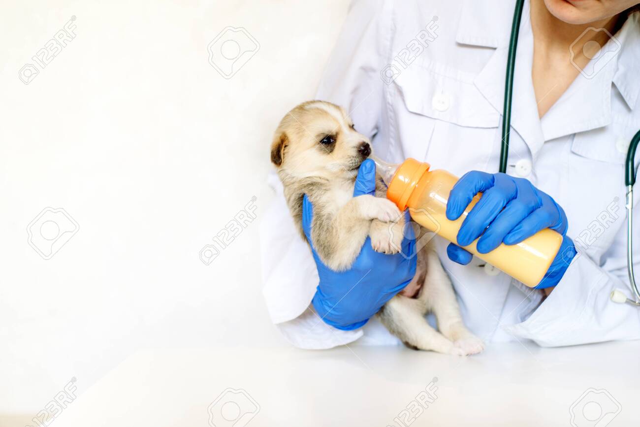 newborn puppy formula