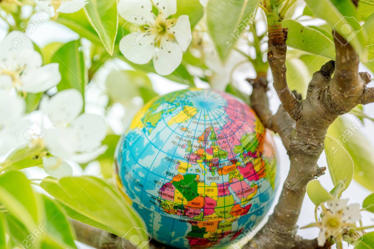 Globe In A Flowering Tree Sakura Or Apple Tree Flowers Save Stock Photo Picture And Royalty Free Image Image 147816881 123rf com