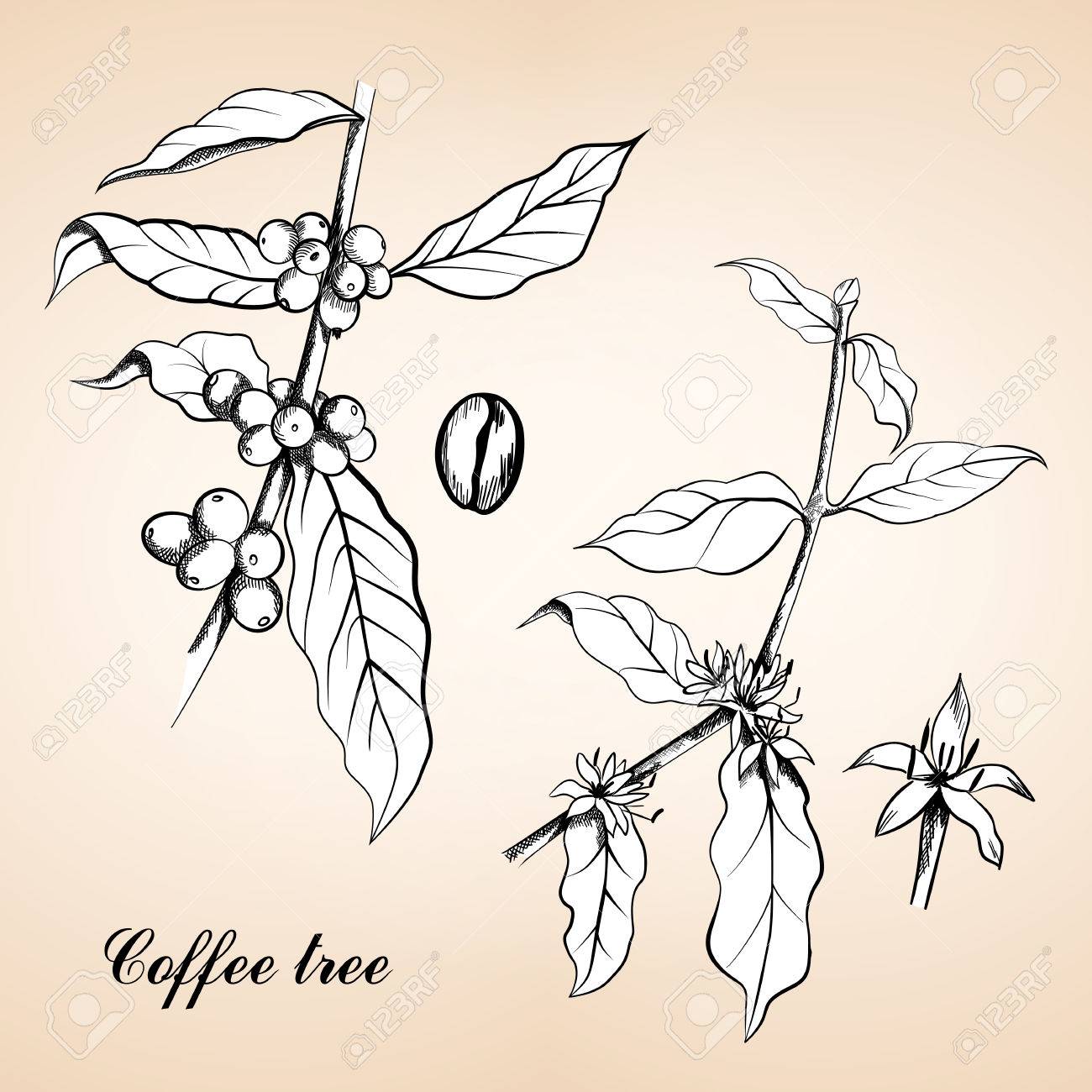 果実 葉 芽 穀物コーヒーやコーヒーの木や果物 ヴィンテージの彫刻 ヴィンテージには コーヒー 種子 果実 花のイラストが刻まれています のイラスト素材 ベクタ Image
