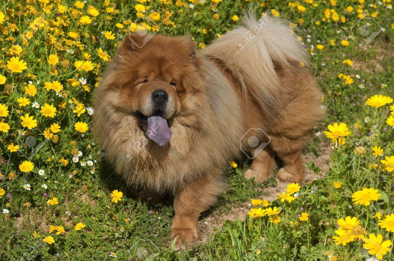 黄色の花で紫色の舌ショー Glade のチャウチャウ犬 の写真素材 画像素材 Image