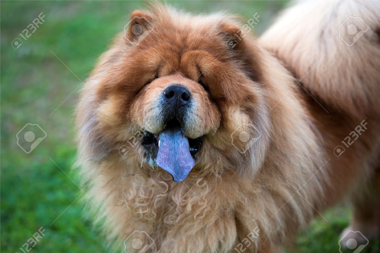 chow chow dog blue