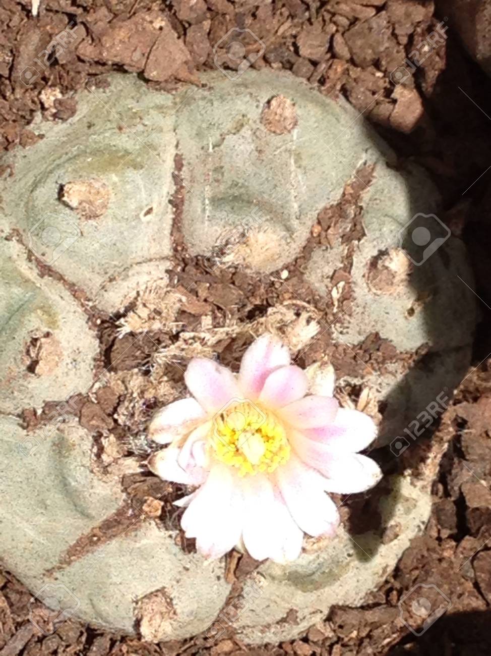 ピンクの花とペヨーテ の写真素材 画像素材 Image ピンクの花とペヨーテ の写真素材 画像素材 Image