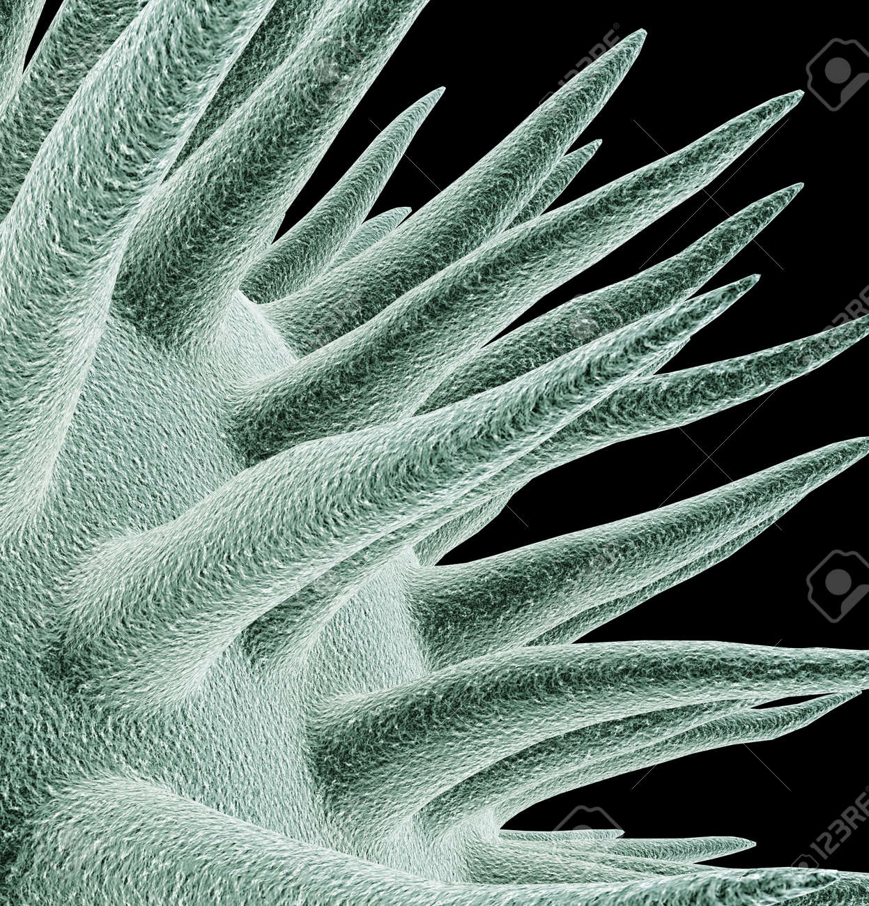 etiam-dictum-ipsum-a-felis