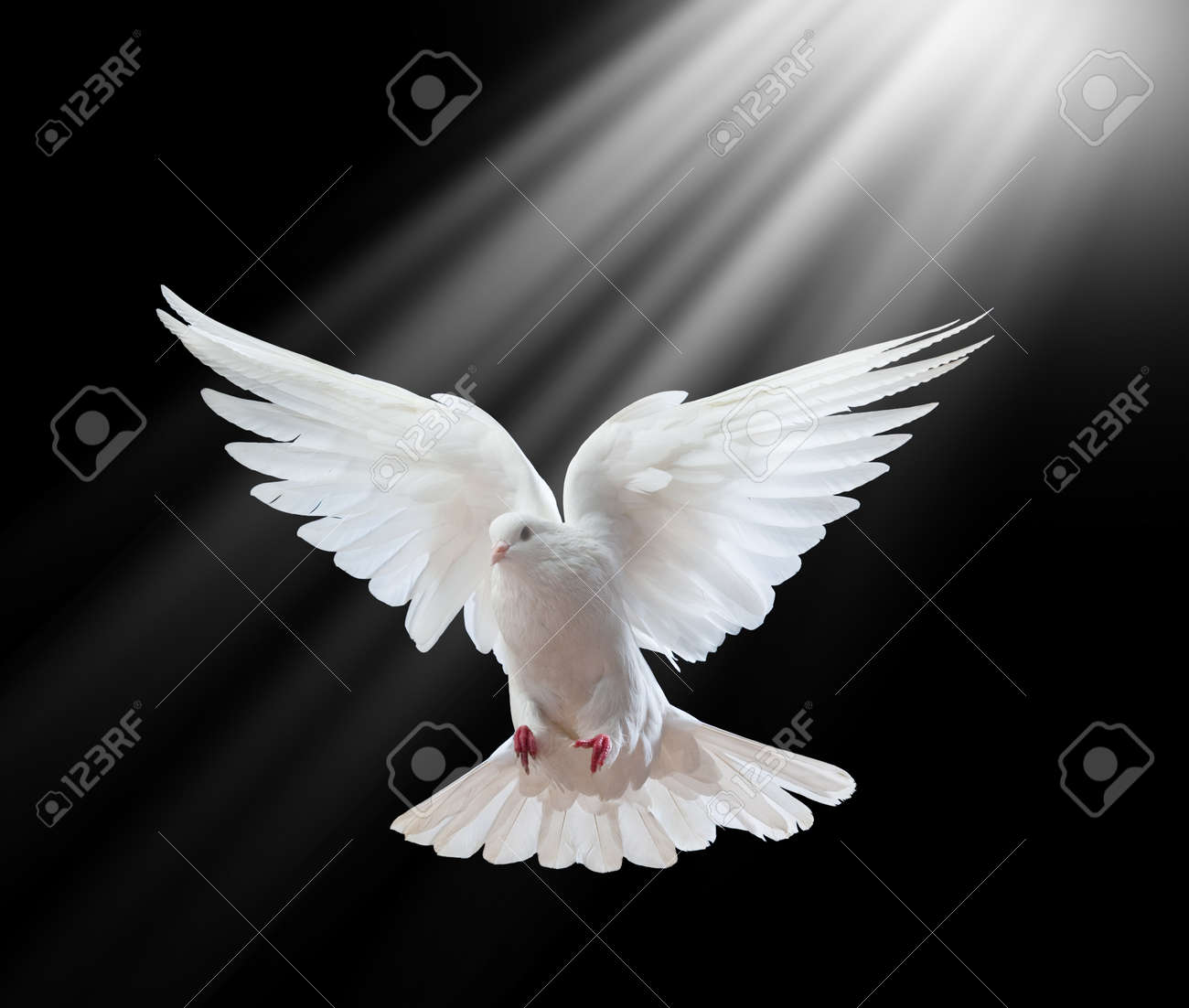 a free flying white