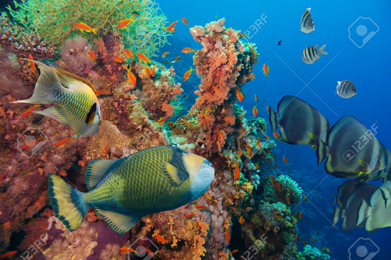 no.160 海底珊瑚　泳ぐスイミー no.160 海底珊瑚 泳ぐスイミー