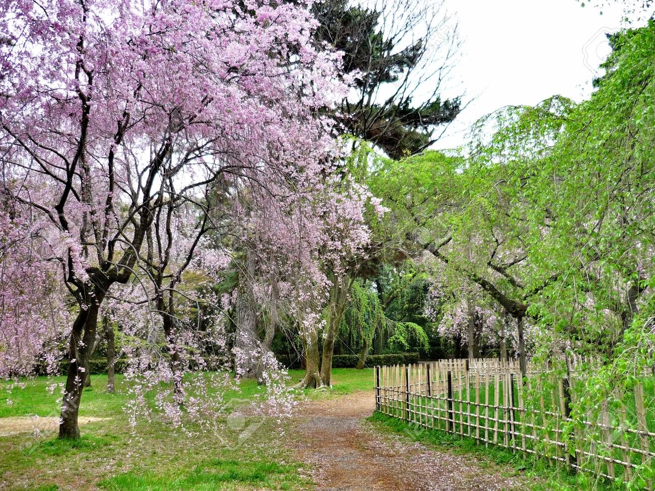 Blooming Green Summer City Park In The Capital Of Japan, Tokyo Stock Photo,  Picture and Royalty Free Image. Image 67089175., image size:1300x974