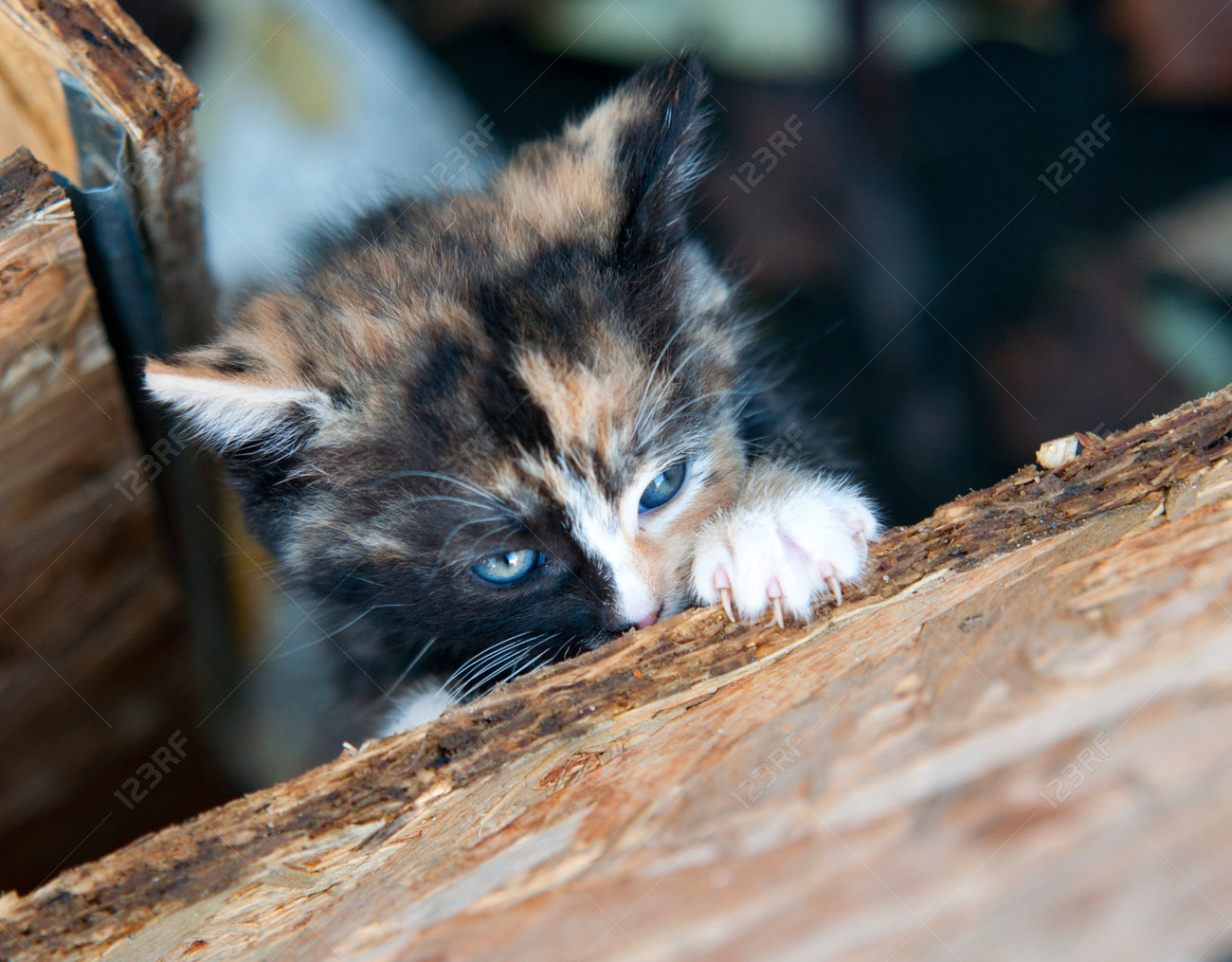 Petit Chaton Avec Le Regard Malefique Banque D Images Et Photos Libres De Droits Image Petit Chaton Avec Le Regard Malefique Banque D Images Et Photos Libres De Droits Image