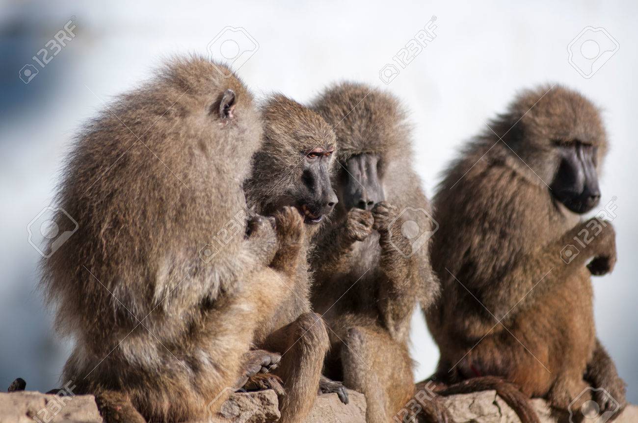 etiam-dictum-ipsum-a-felis