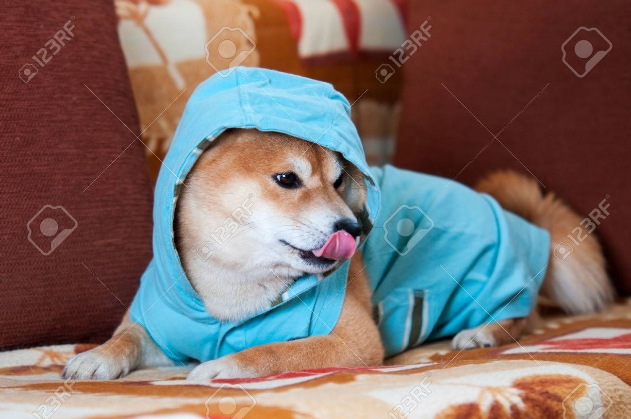 shiba inu jacket