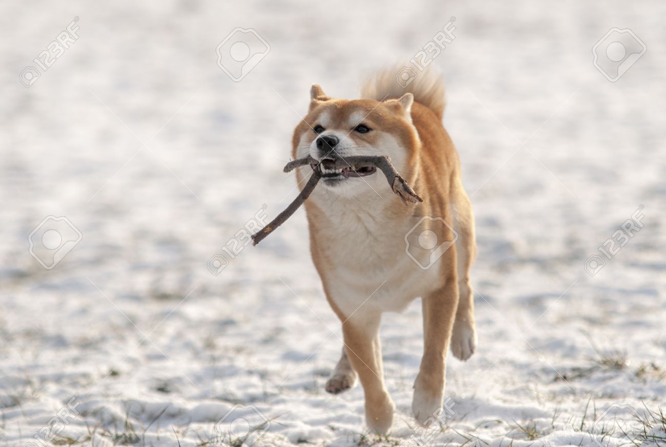 Shiba Inu Dog Running On Snow With Stick