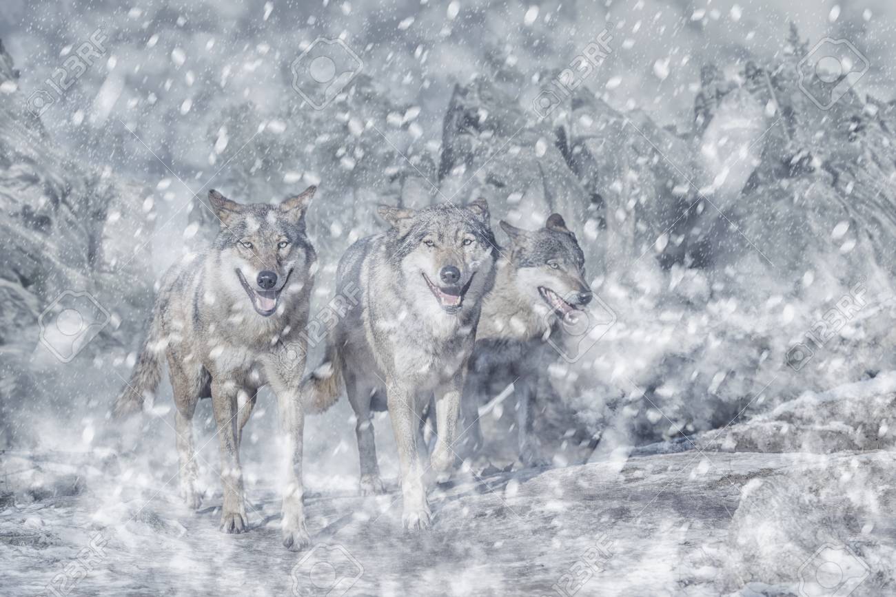山 冬 雪の狼パック の写真素材 画像素材 Image