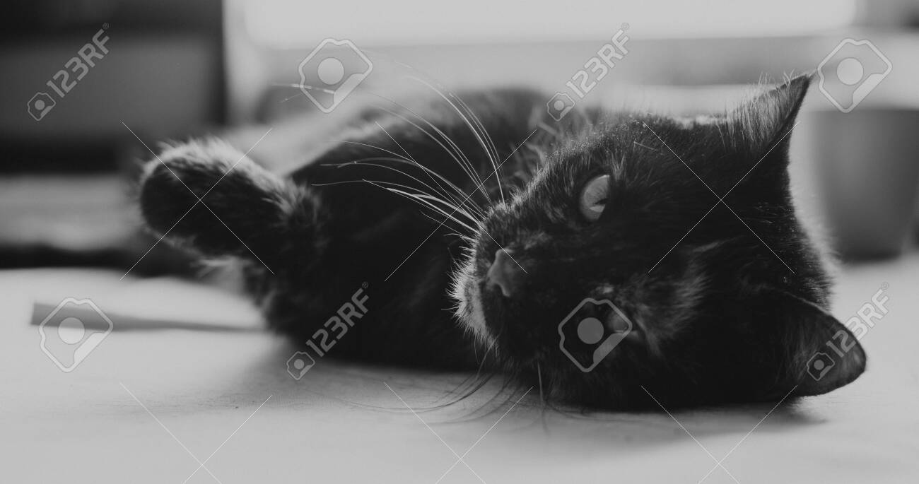 etiam-dictum-ipsum-a-felis