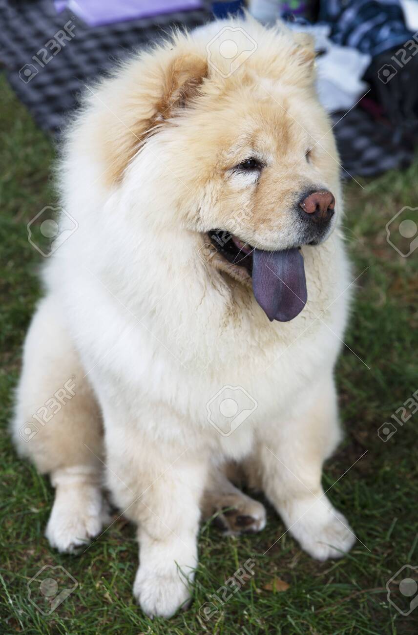 chow chow tongues