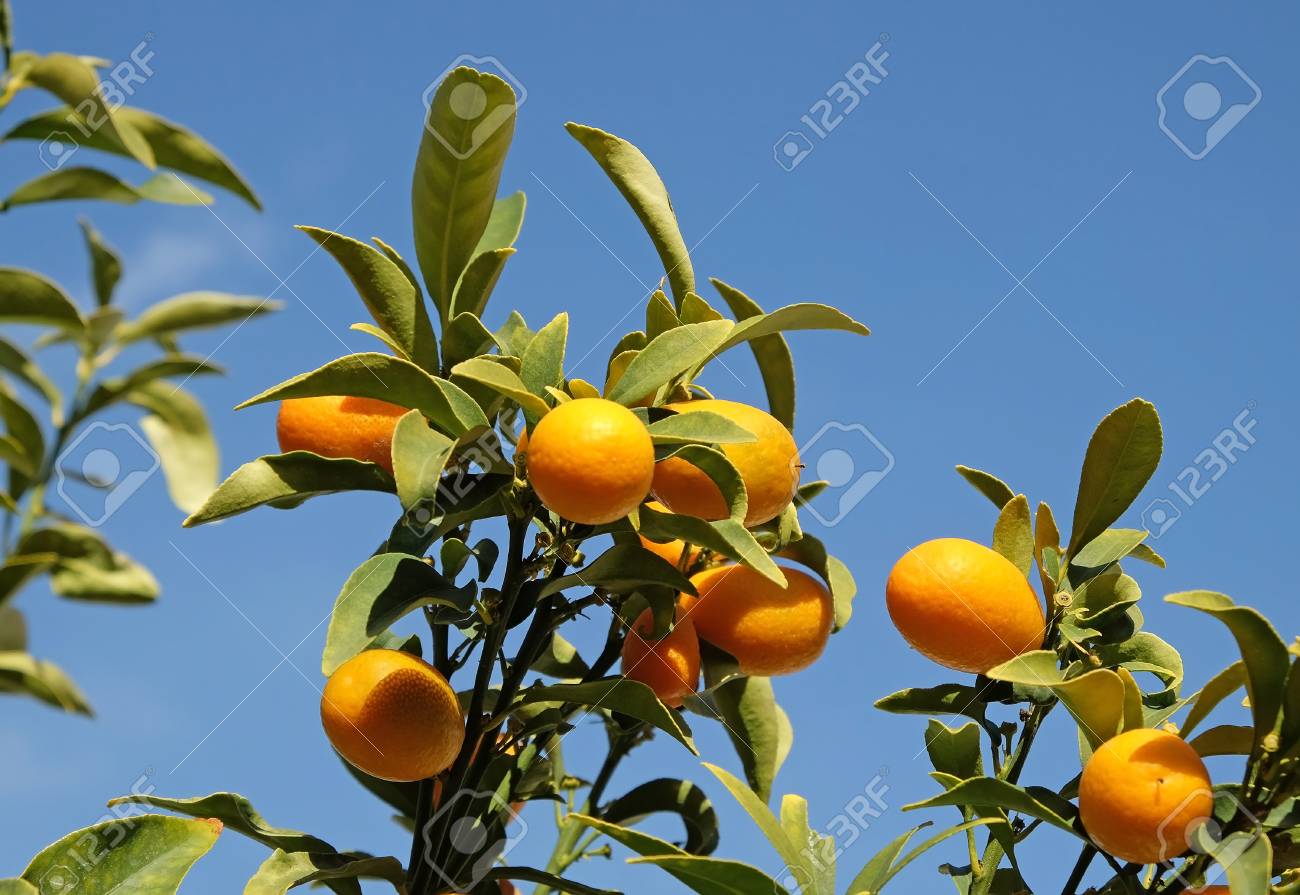 kumquat crop on tree branches on a background of blue sky stock