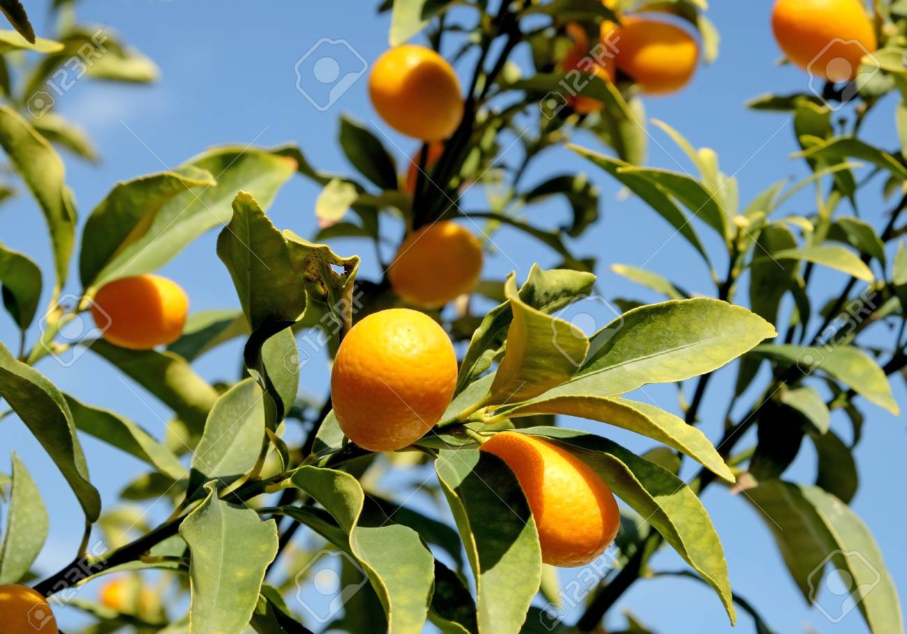 kumquat on tree branches on a background of blue sky stock photo