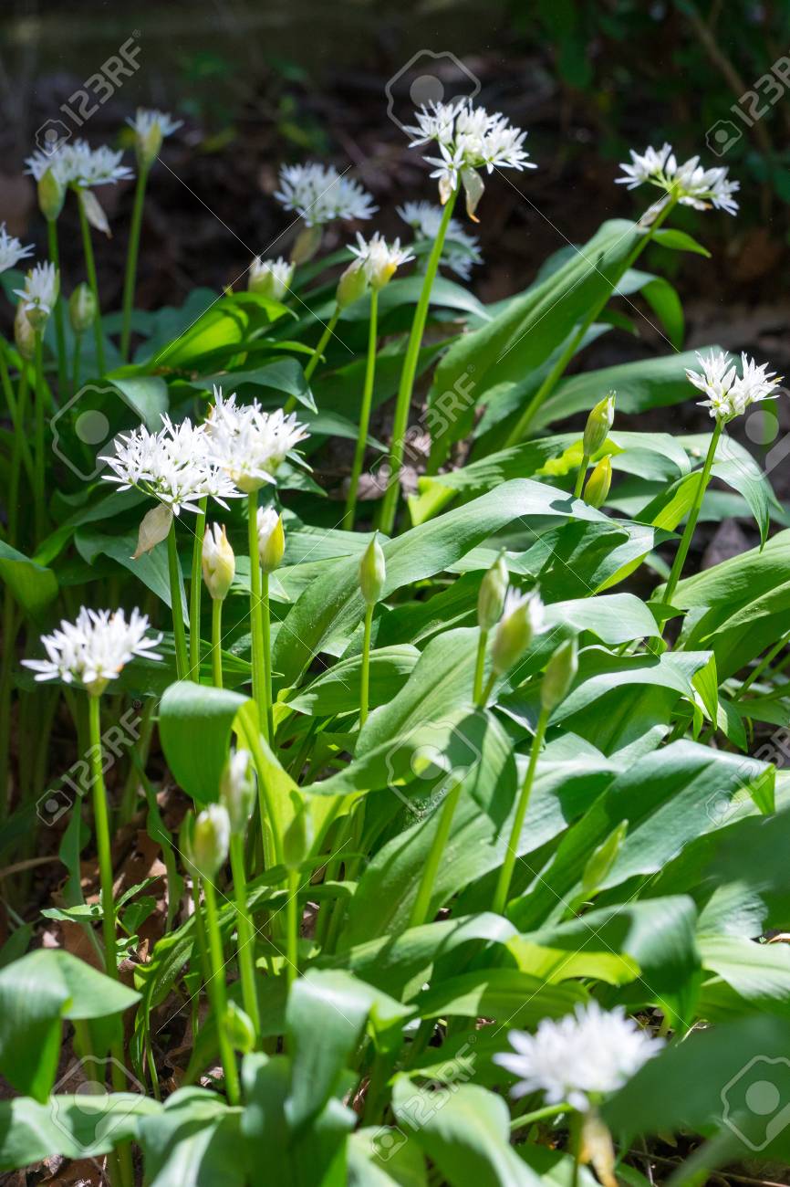 Closeup Of Flowering Ramsons Wild Garlic Plants Allium Ursinum Stock Photo Picture And Royalty Free Image Image