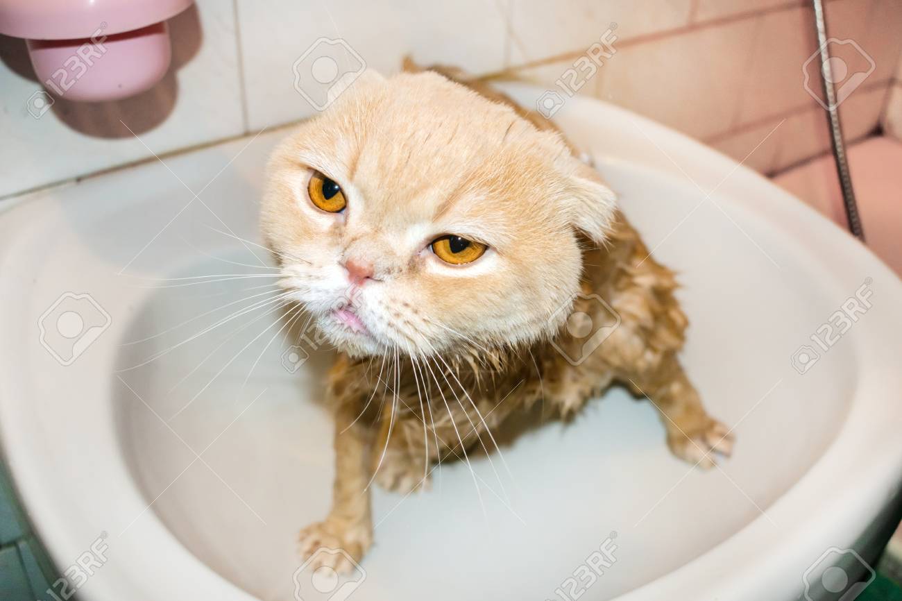 sad wet cat