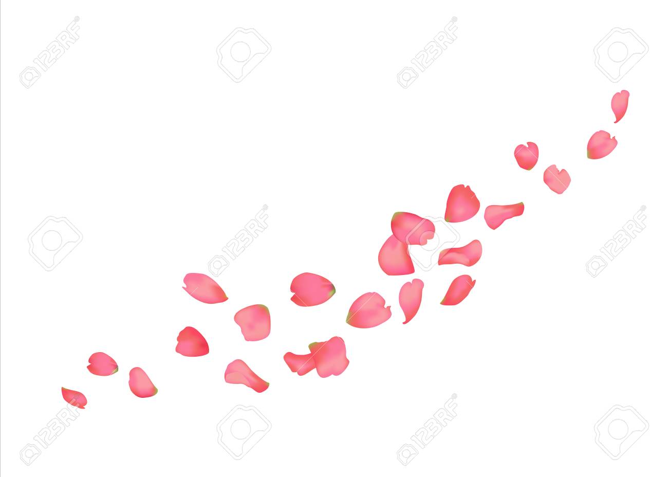Pink Sakura Or Rose Falling Petals On Transparent Background. Royalty Free  SVG, Cliparts, Vectors, and Stock Illustration. Image 94778545., image size:1300x928