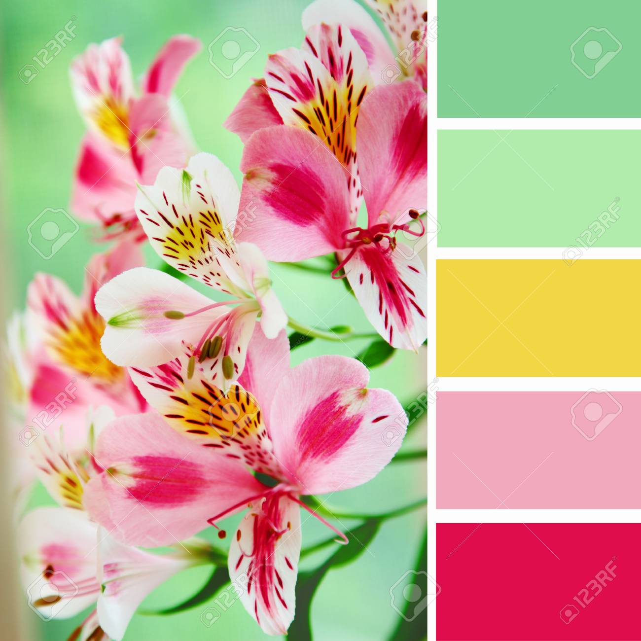 緑の背景のピンクの花 カラー パレットの色見本 の写真素材 画像素材 Image 緑の背景のピンクの花 カラー パレットの色見本 の写真素材 画像素材 Image
