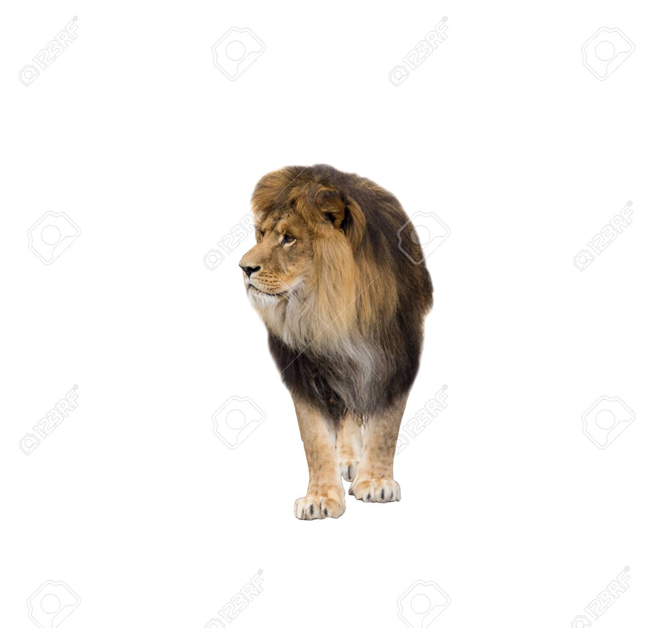 Leao Olhando Para O Fundo Branco Isolado Fotos Retratos Imagenes Y Fotografia De Archivo Libres De Derecho Image 93241564