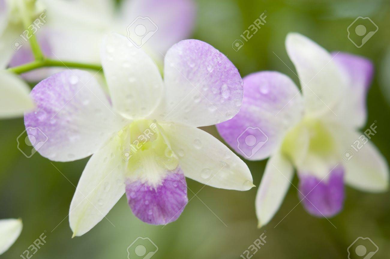 Selection beautiful orchid on blur background. Selective focus. - 9575854 Selection beautiful orchid on blur background. Selective focus. - 9575854