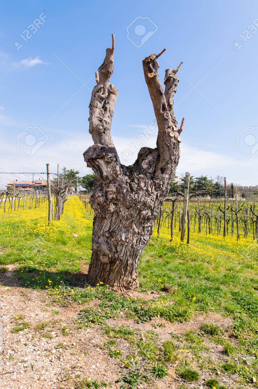 Old Gnarled And Twisted Mulberry Tree After Pruning Stock Photo Picture And Royalty Free Image Image
