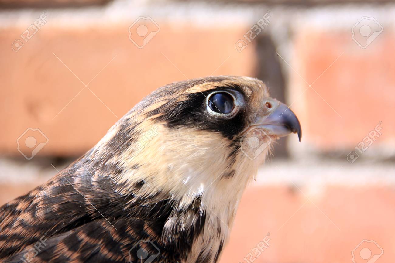 etiam-dictum-ipsum-a-felis