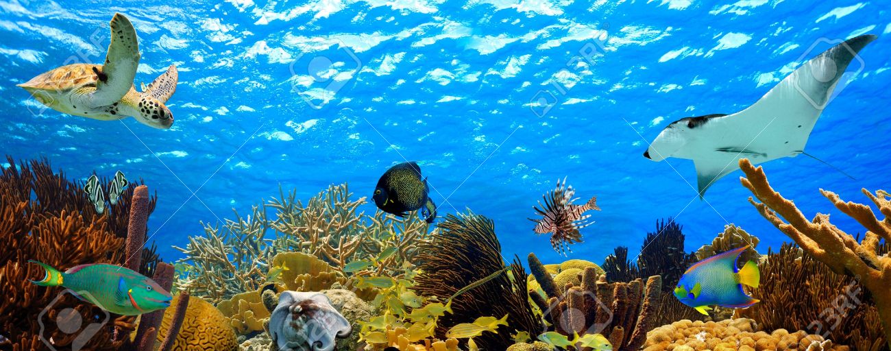tropical underwater sea life