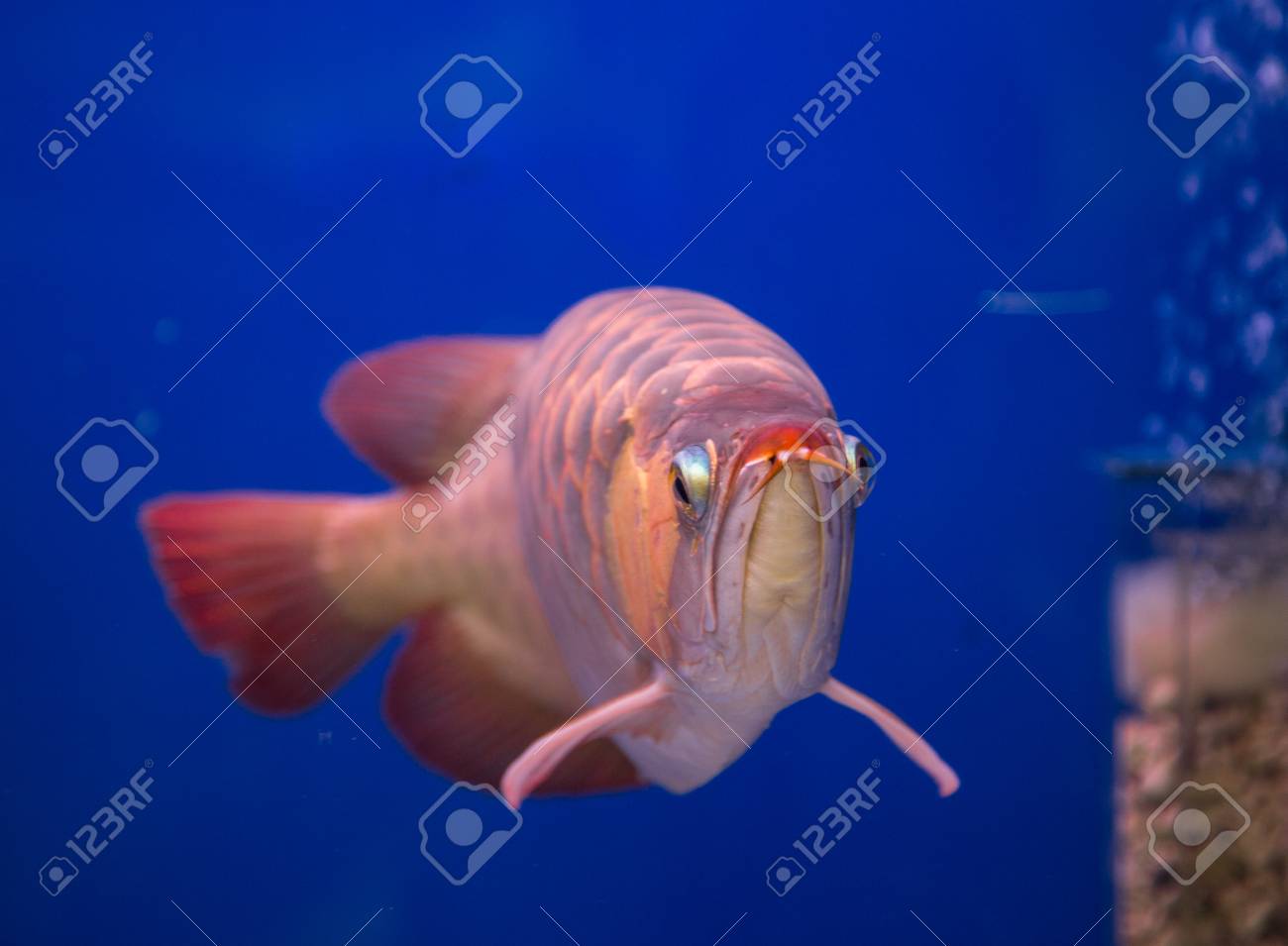 ブルーの水槽でアジアアロワナ魚 の写真素材 画像素材 Image