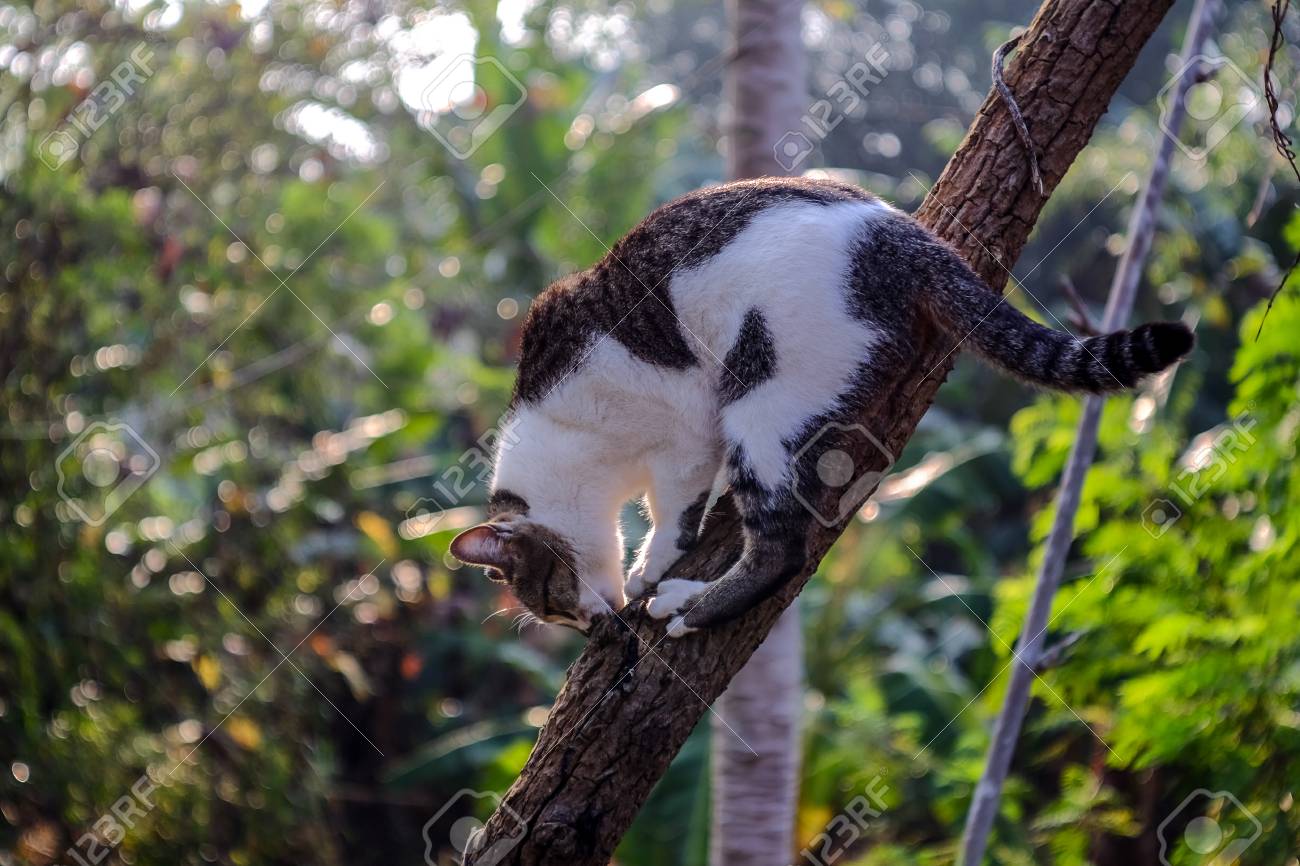 cat climbing down