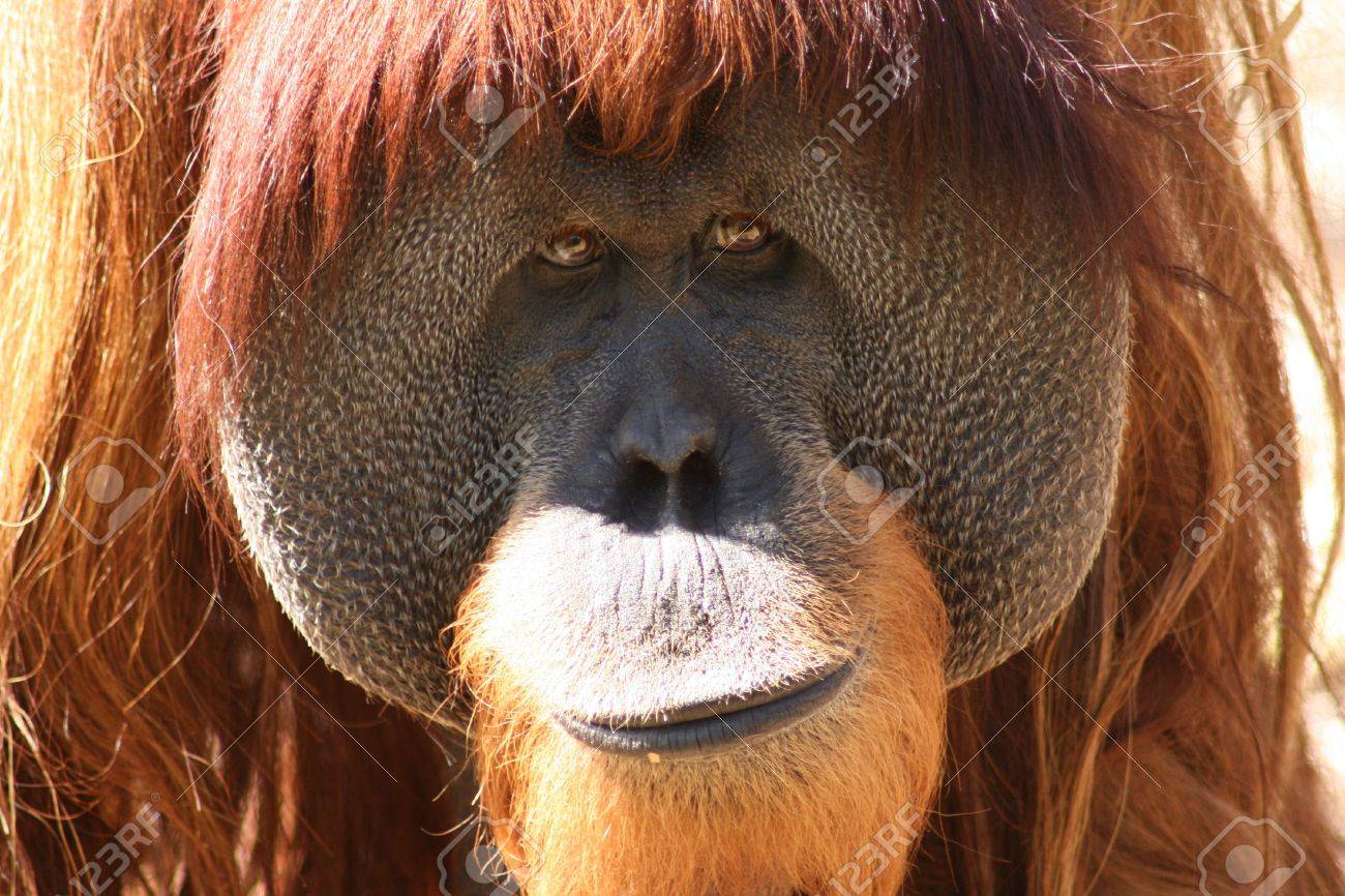 優しい目でオランウータン顔クローズ アップ の写真素材 画像素材 Image