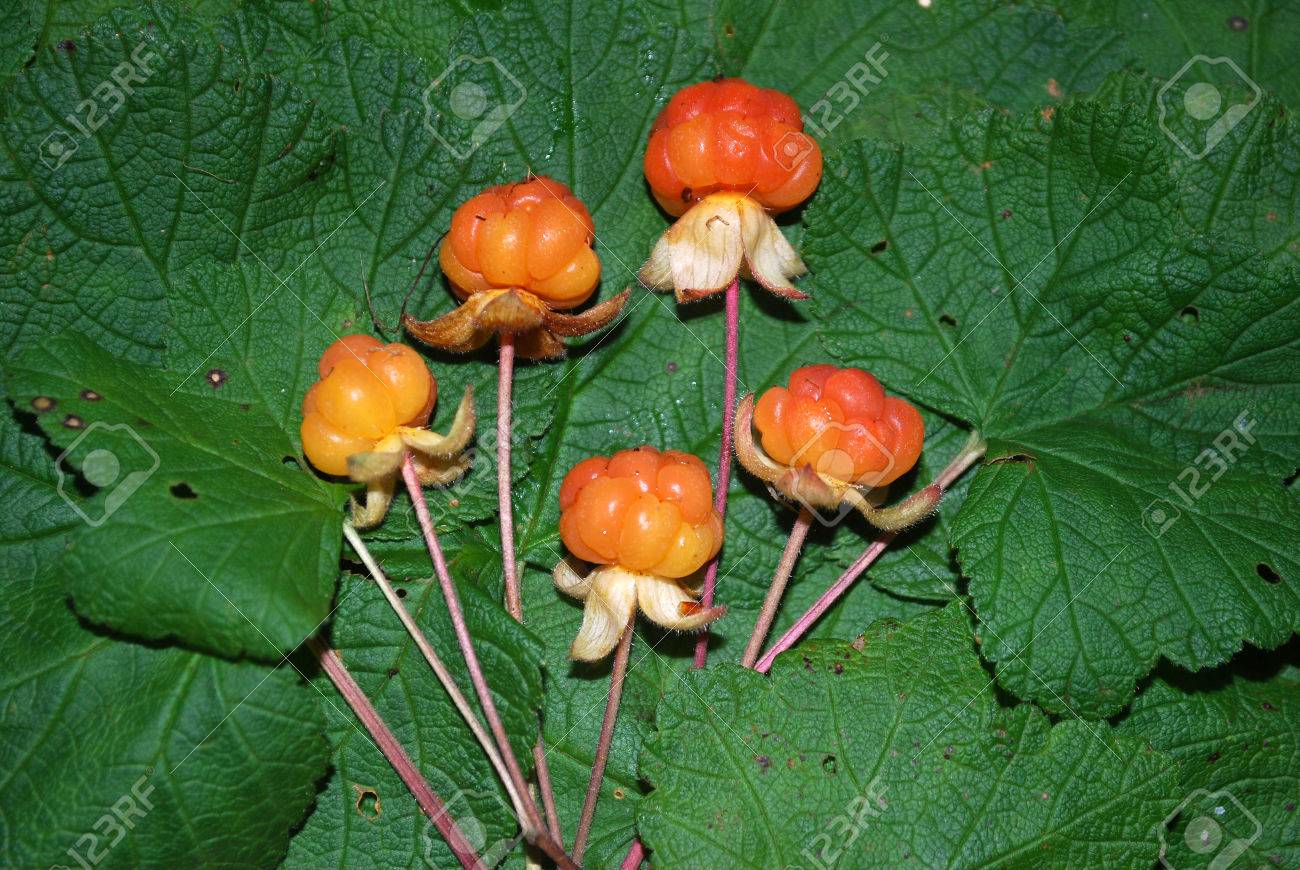 What is useful cloudberry (berry) 66 What is useful cloudberry (berry) 22