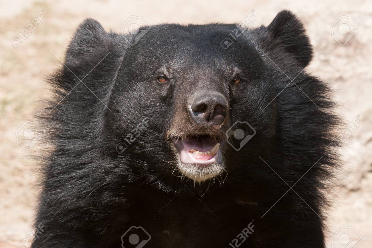 asiatic black bear close up stock photo picture and royalty free