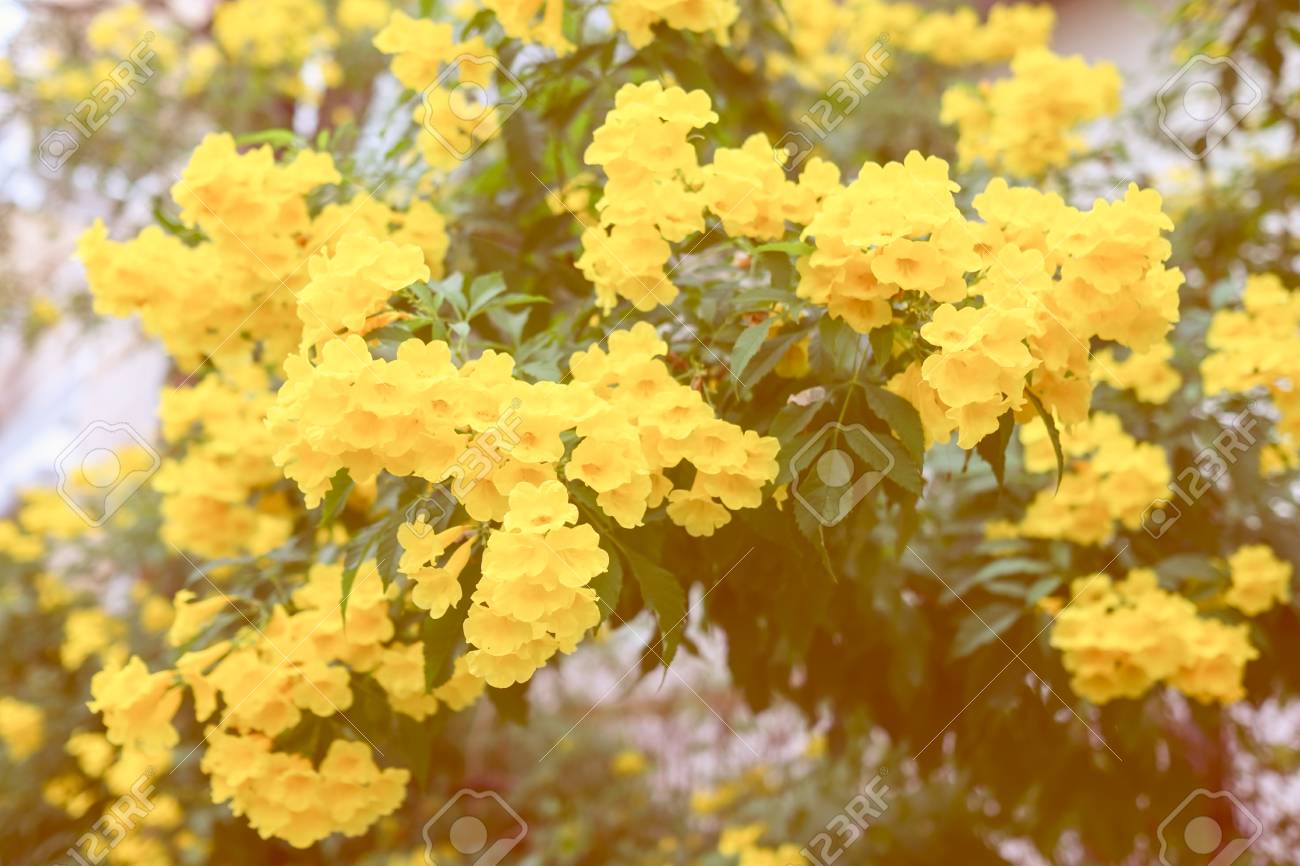 yellow elder trumpetbush trumpetflower yellow trumpet flower