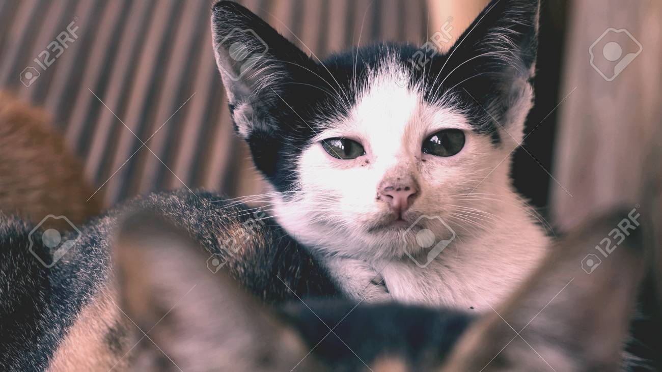 etiam-dictum-ipsum-a-felis