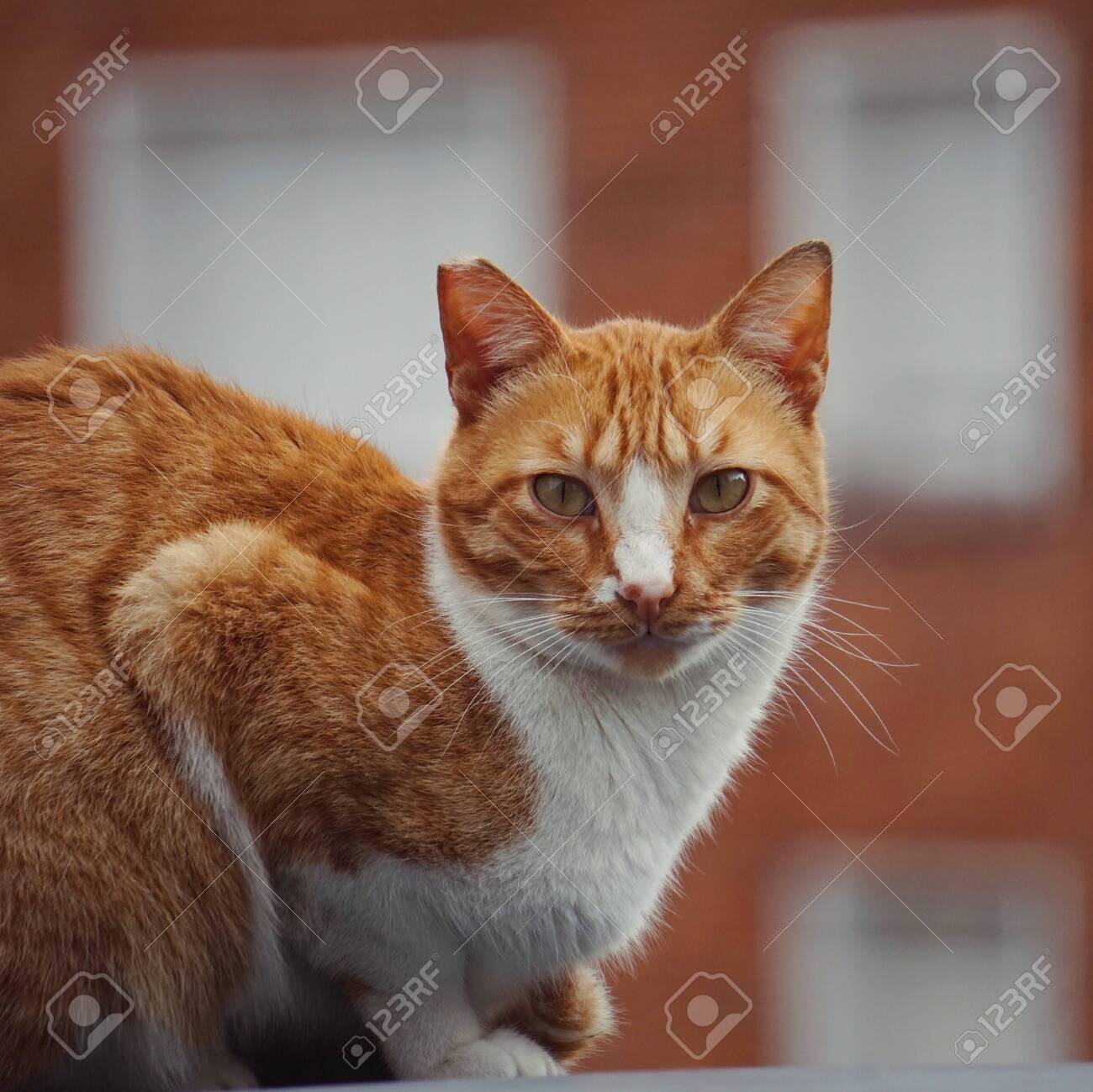 etiam-dictum-ipsum-a-felis