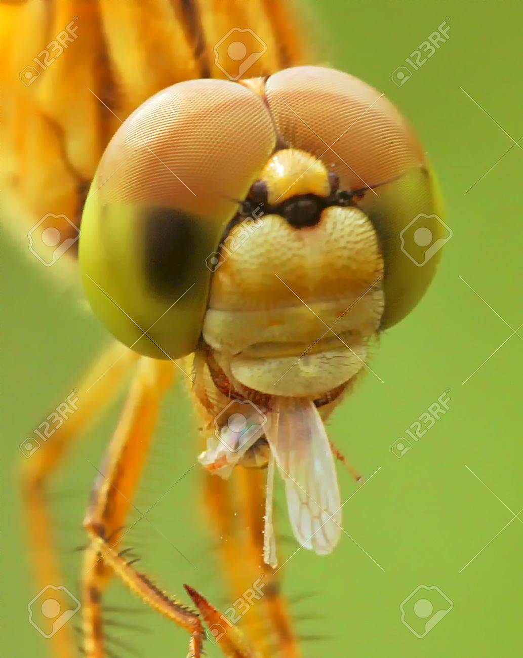 トンボの頭のハエを食べるのクローズ アップ の写真素材 画像素材 Image