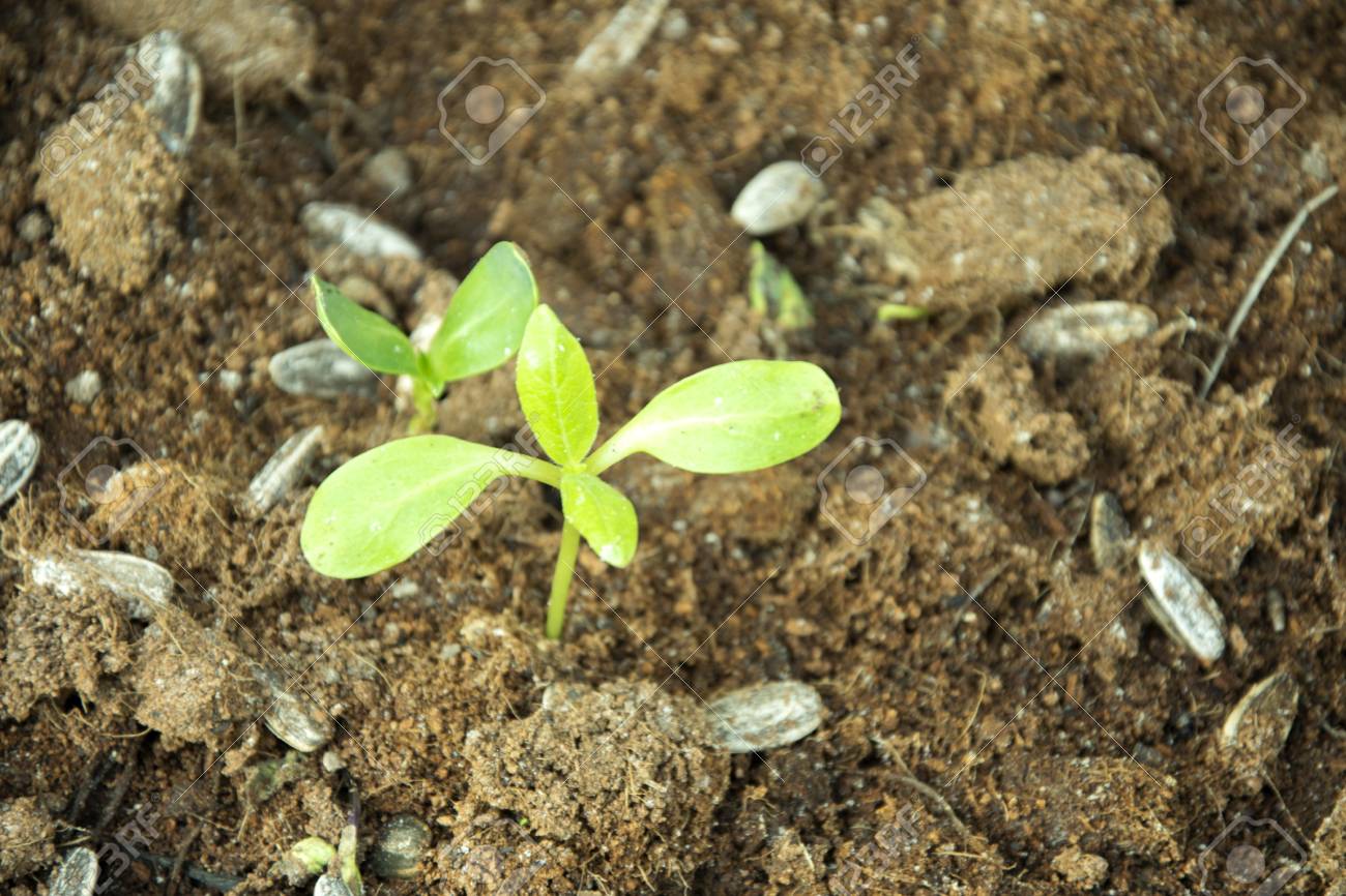 ひまわり苗木 の写真素材 画像素材 Image