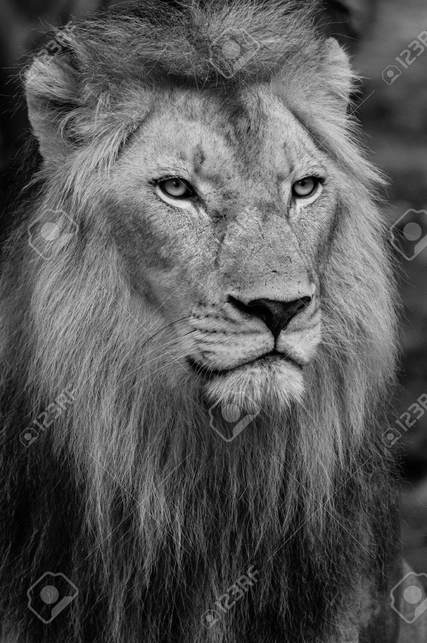 ライオン 黒と白の大人の雄ライオン の写真素材 画像素材 Image ライオン 黒と白の大人の雄ライオン の写真素材 画像素材 Image
