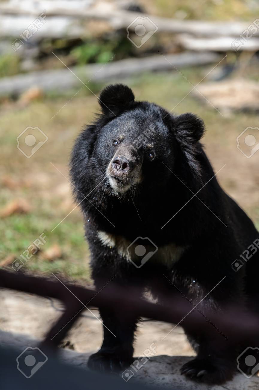 動物園で大きな黒いクマ の写真素材 画像素材 Image
